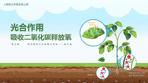 3.5.1光合作用吸收二氧化碳产生氧气课件(共27张PPT)人教版生物七年级