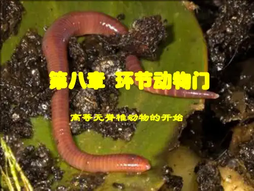 第8章-环节动物门