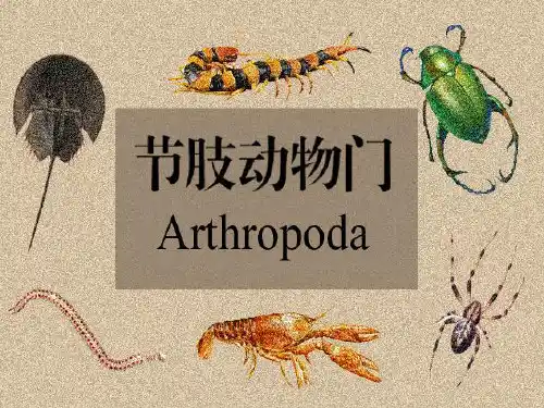 第四章：节肢动物及棘皮动物学 动物学教学课件