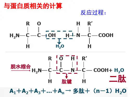 2.2 蛋白质相关计算(共15张PPT)