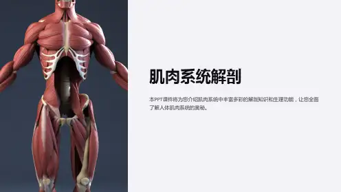 《肌肉系统解剖》课件
