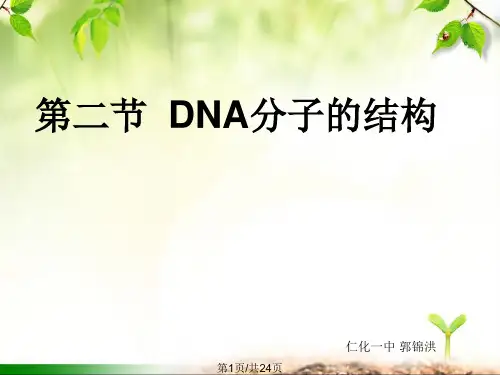 DNA分子的结构公开课详解