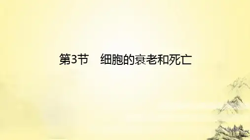 6.3 细胞的衰老和死亡课件高一上学期生物人教版必修1