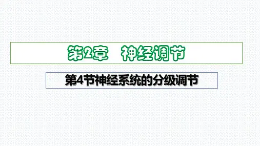 【课件】神经系统的分级调节课件2022-2023学年高二上学期生物人教版选择性必修1