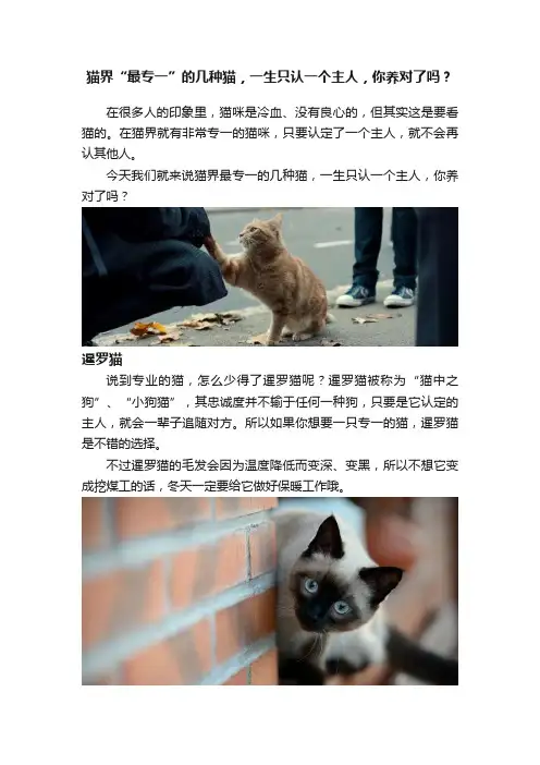 猫界“最专一”的几种猫，一生只认一个主人，你养对了吗？
