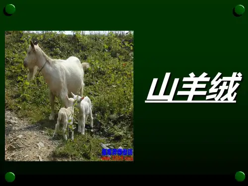 山羊绒
