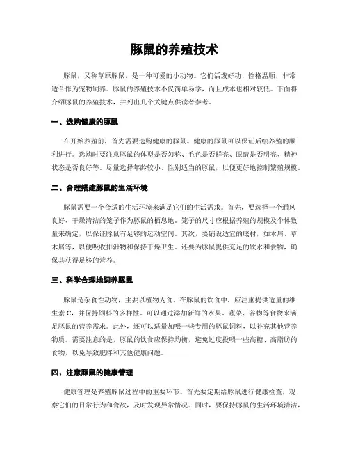 豚鼠的养殖技术