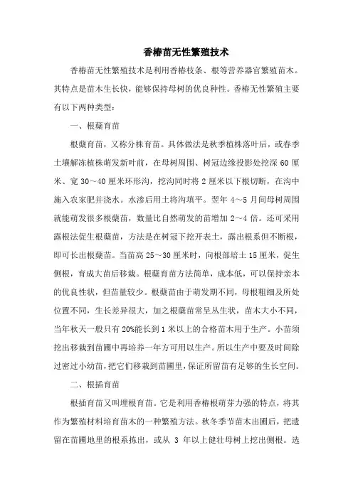 香椿苗无性繁殖技术