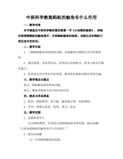 中班科学教案蚂蚁的触角有什么作用