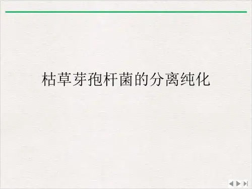 枯草芽孢杆菌的分离纯化ppt完美版