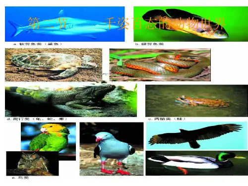 【苏教版】生物八年级上册：14.2《千姿百态的动物世界》ppt课件67张 (共67张PPT)