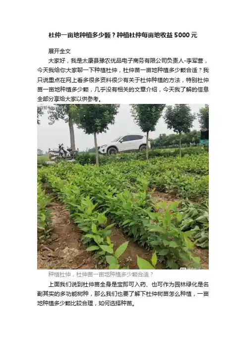 杜仲一亩地种植多少颗？种植杜仲每亩地收益5000元