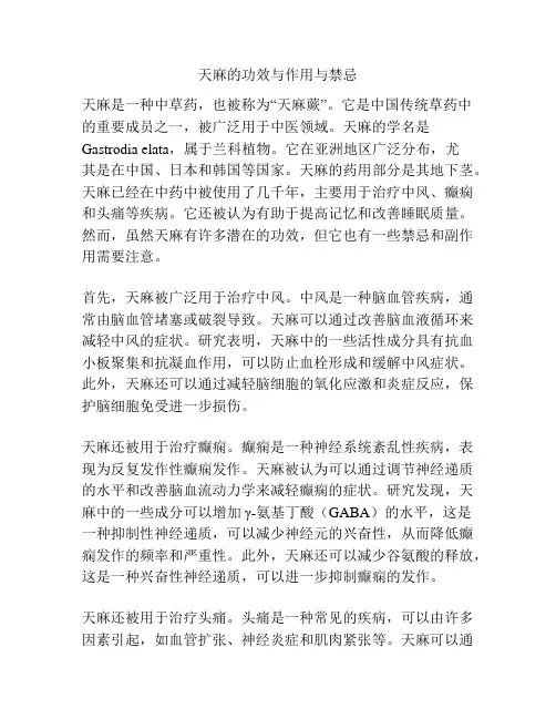 天麻的功效与作用与禁忌