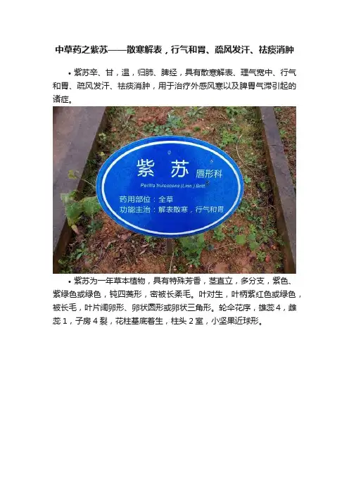 中草药之紫苏——散寒解表，行气和胃、疏风发汗、祛痰消肿