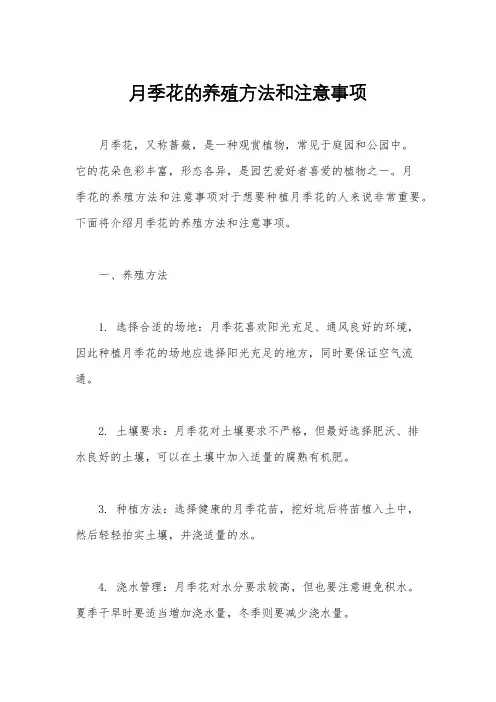 月季花的养殖方法和注意事项