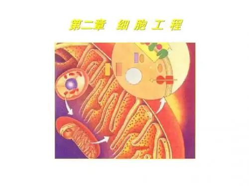 生物技术概论2细胞工程