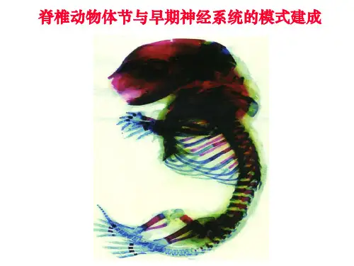 发育生物学——体节与神经系统