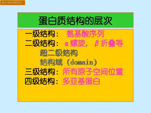 蛋白质的结构层次
