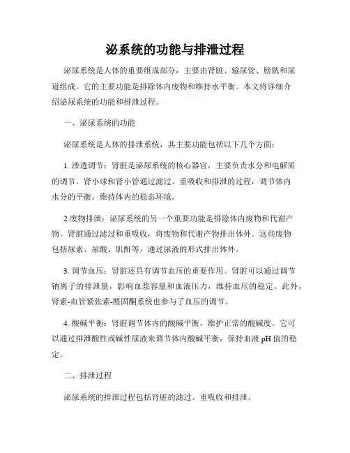 泌系统的功能与排泄过程