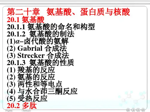 4版有机化学第二十章-氨基酸、蛋白质和核酸课件