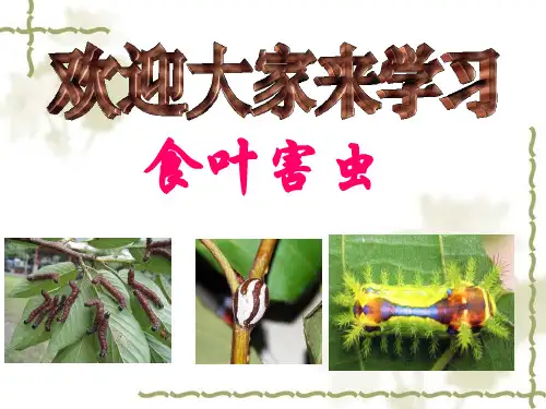 食叶害虫——刺蛾类