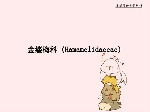 景观植物学的解析