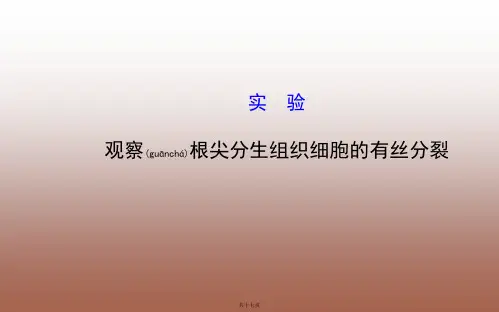 第6章 实验 观察根尖分生组织细胞的有丝分裂(共16张PPT)