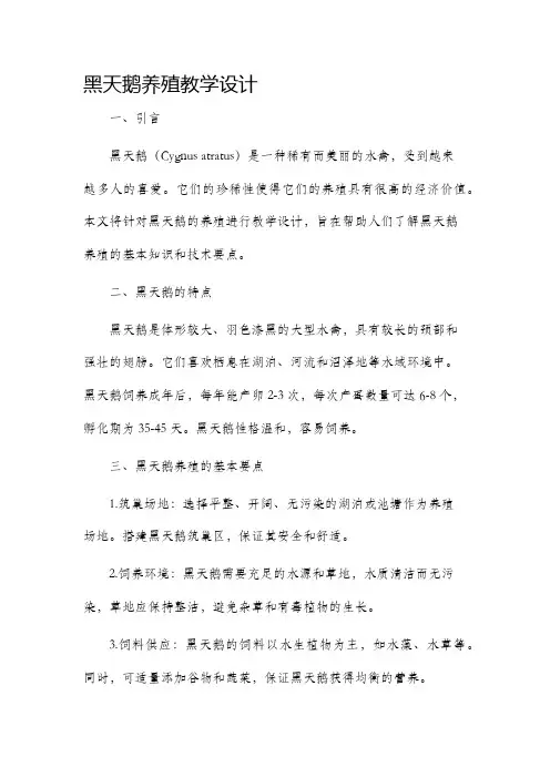 黑天鹅养殖教学设计