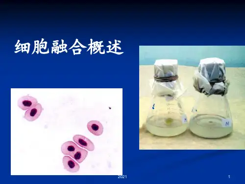 细胞融合概述PPT课件