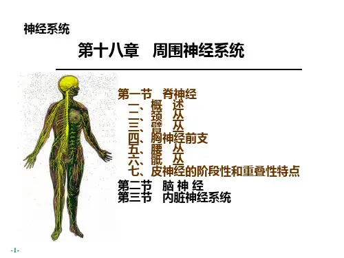 系统解剖学课件：周围神经