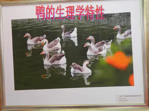 鸭的生理学特性