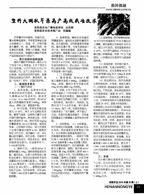 塑料大棚秋芹菜高产高效栽培技术