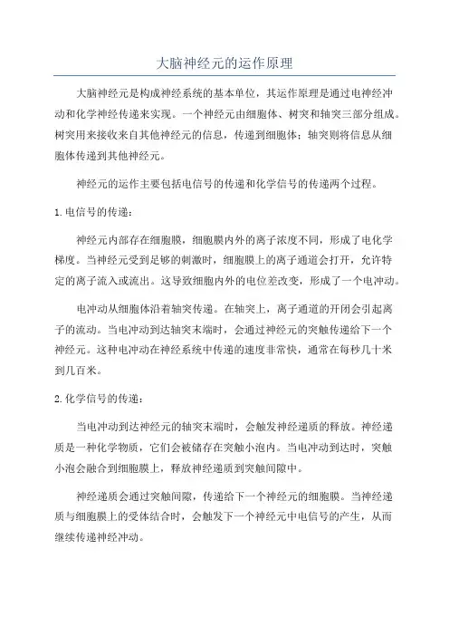 大脑神经元的运作原理