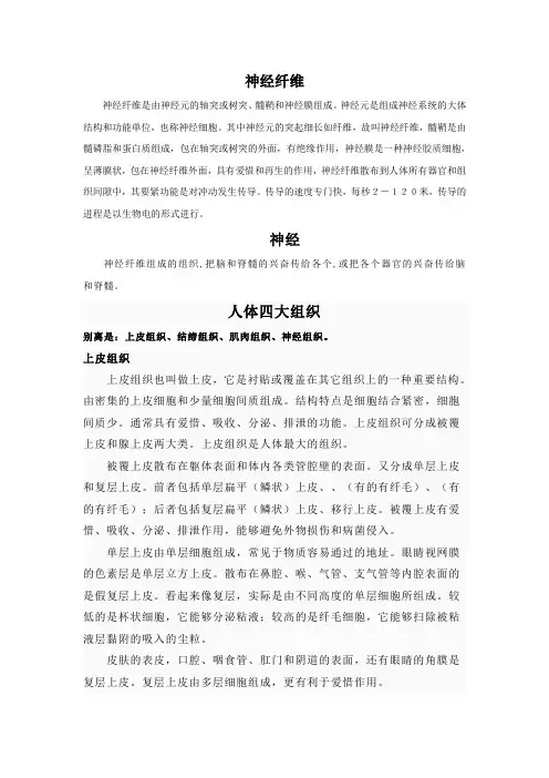 什么是神经纤维