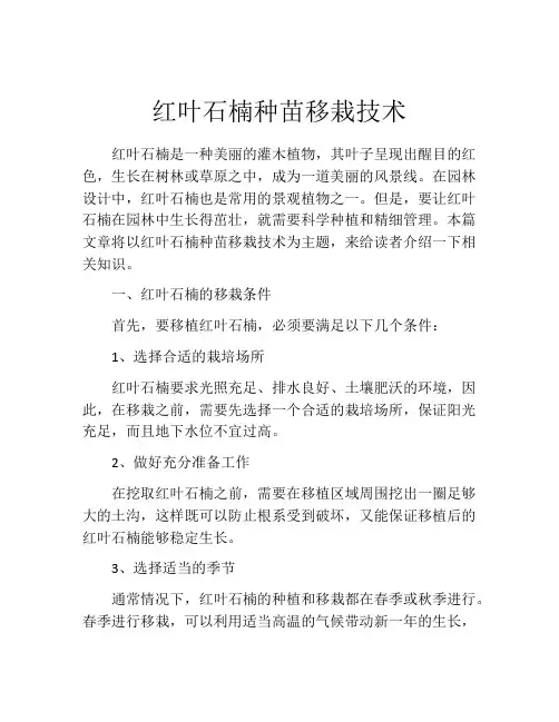 红叶石楠种苗移栽技术