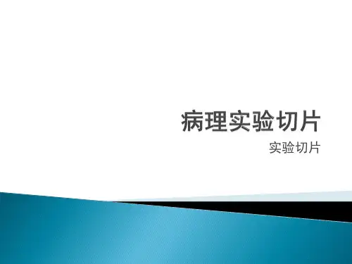 病理实验切片