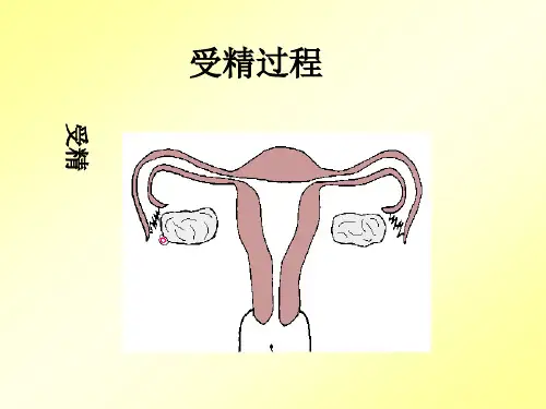 七下生物圈中的人复习上课用精品PPT课件