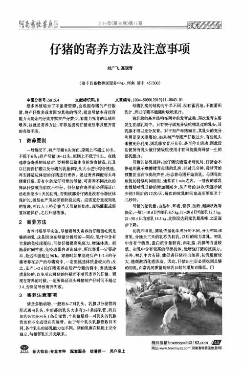 仔猪的寄养方法及注意事项