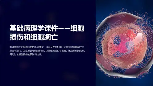 “基础病理学课件-细胞损伤和细胞凋亡”