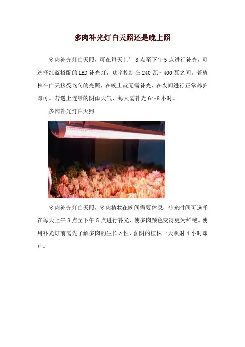多肉补光灯白天照还是晚上照