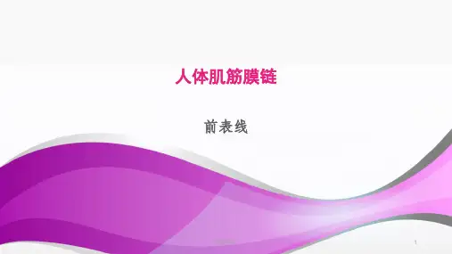 人体肌筋膜链[知识浅析]