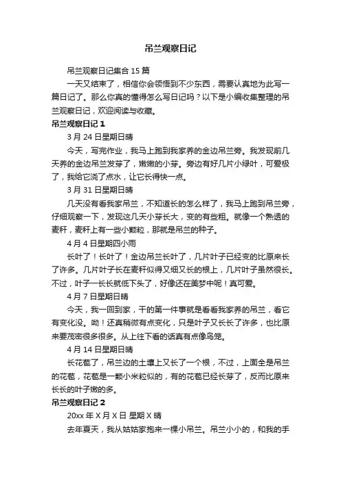 吊兰观察日记集合15篇