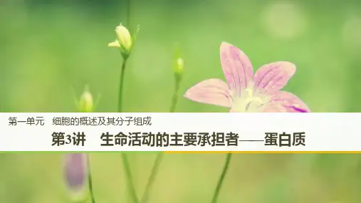第3讲 生命活动的主要承担者——蛋白质 课件-2023届人教版高三生物一轮复习