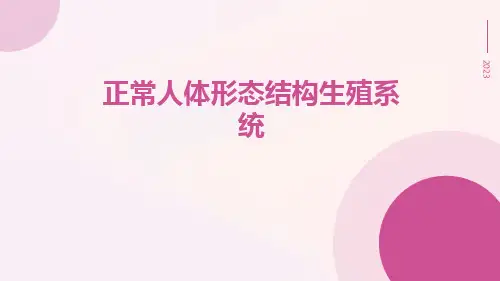正常人体形态结构生殖系统