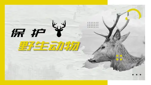 保护野生动物宣传PPT