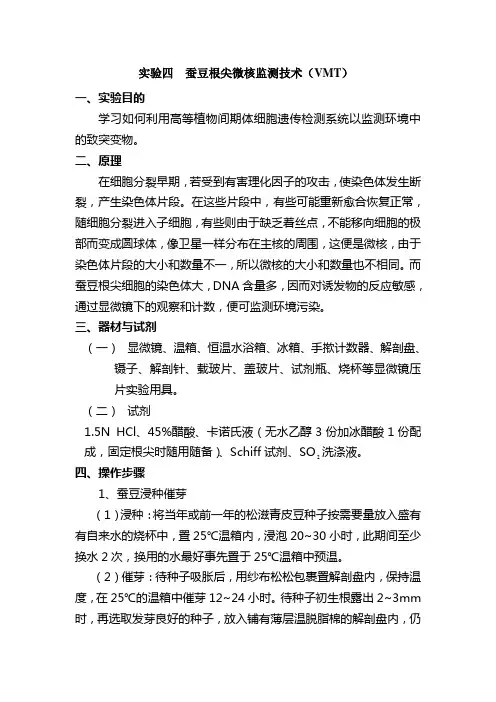 实验四  蚕豆根尖微核监测技术