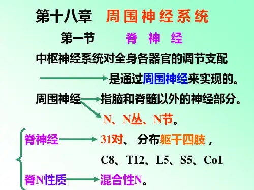 解剖学 脊神经