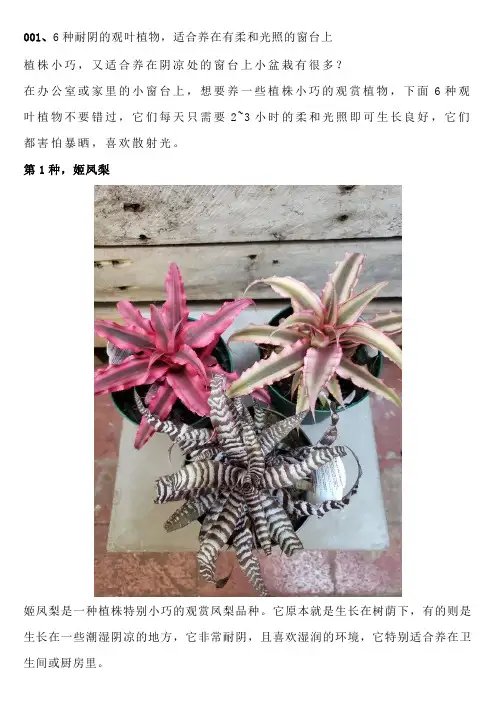 6种耐阴的观叶植物,适合养在有柔和光照的窗台上