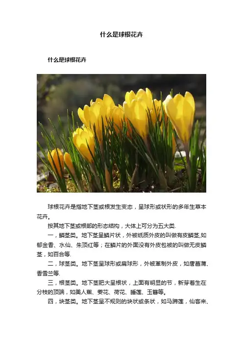 什么是球根花卉