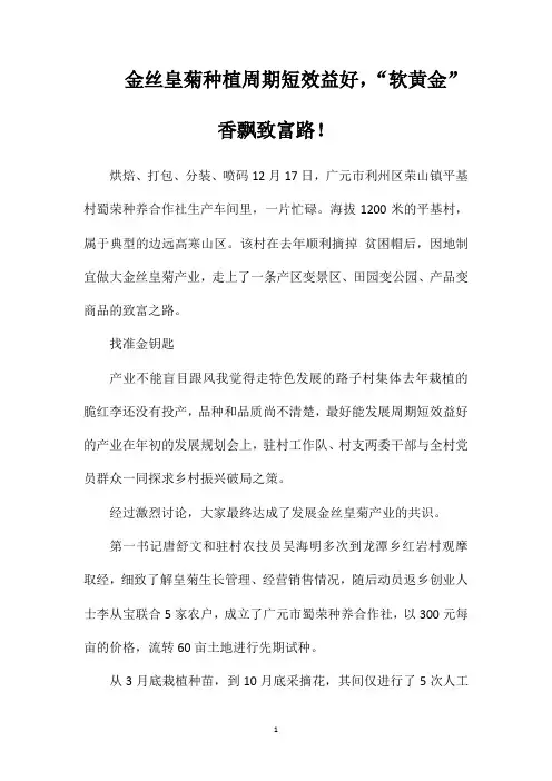 金丝皇菊种植周期短效益好,“软黄金”香飘致富路!